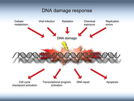 DNA-Damage-Response.jpg